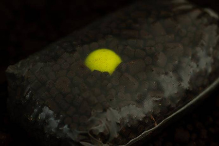 Sticky Baits Pineapple & N`Butyric Pop Ups 12mm